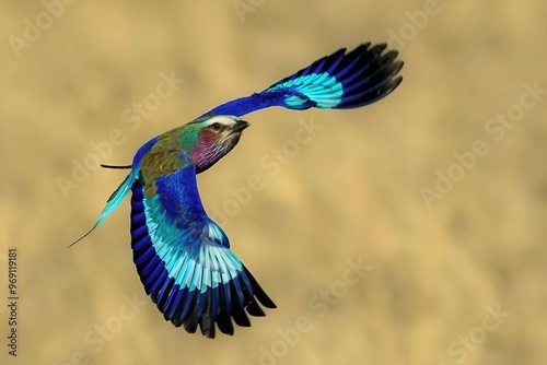 A vibrant blue and purple bird soars gracefully over a golden brown field photo