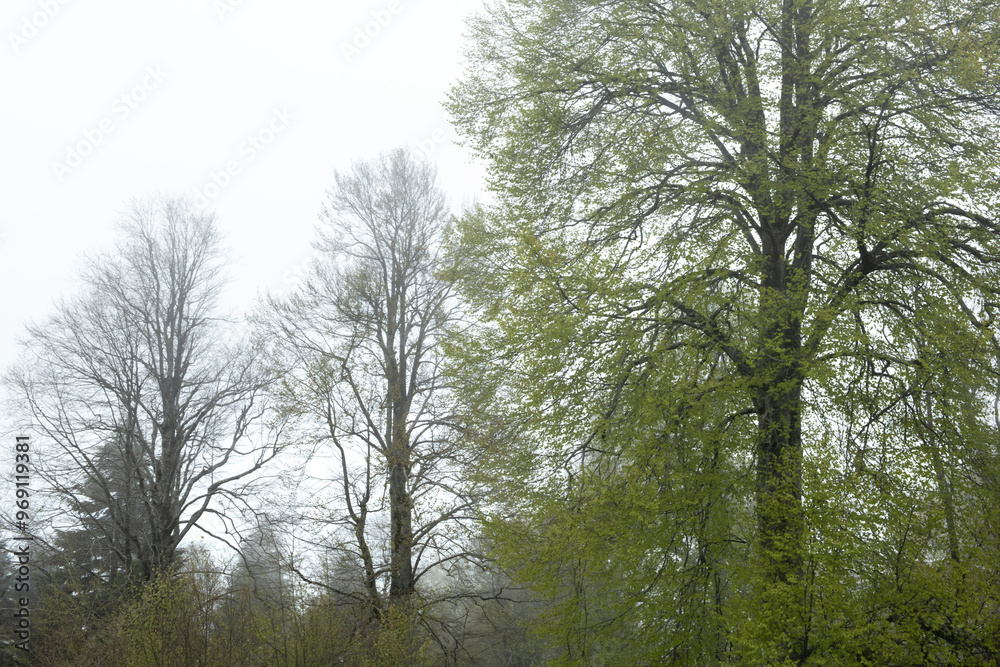 Fototapeta premium View of trees in the forest in foggy weather. Trunks of trees in the forest in foggy weather. Acelle Plateau, Sakarya Plateaus, Türkiye.