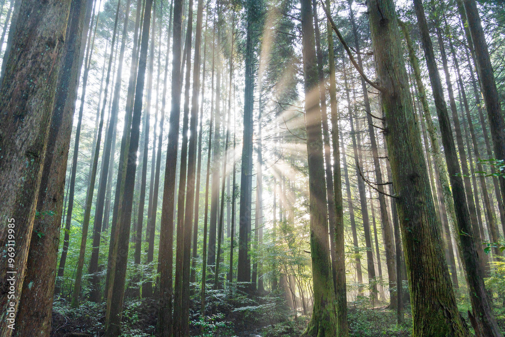 富士宮市から杉林に差し込む光芒
