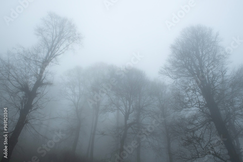 View of trees in the forest in foggy weather. Trunks of trees in the forest in foggy weather. Acelle Plateau, Sakarya Plateaus, Türkiye.