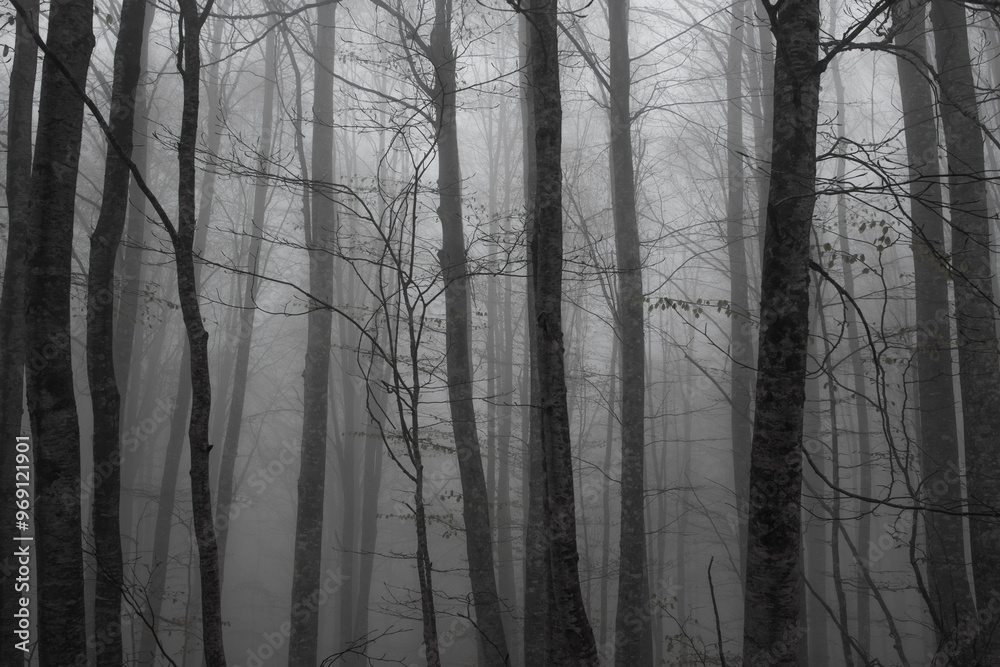View of trees in the forest in foggy weather. Trunks of trees in the forest in foggy weather. Acelle Plateau, Sakarya Plateaus, Türkiye. View of trees in the forest in foggy weather. Trunks of trees in the forest in foggy weather. Acelle Plateau, Sakarya Plateaus, Türkiye.