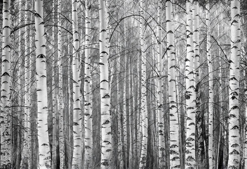 Tall birch trees in a deep forest photo