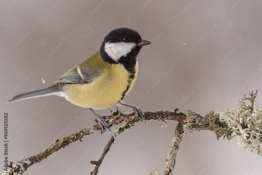 Fototapeta premium Great tit in winter