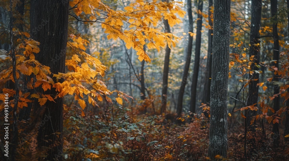 Fototapeta premium A serene forest scene showcasing vibrant autumn foliage amidst tall trees.