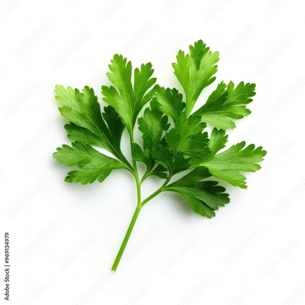 Fresh green parsley herb leaf Fresh green parsley herb leaf