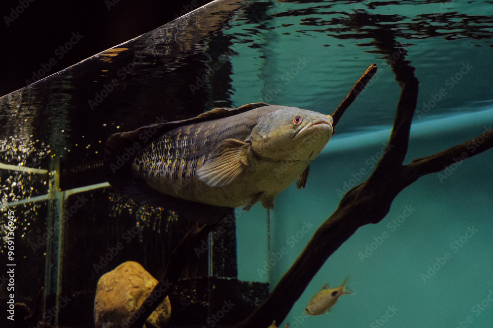 Obraz na plátně Emperor snakehead in aquarium. Channa marulioides fish.