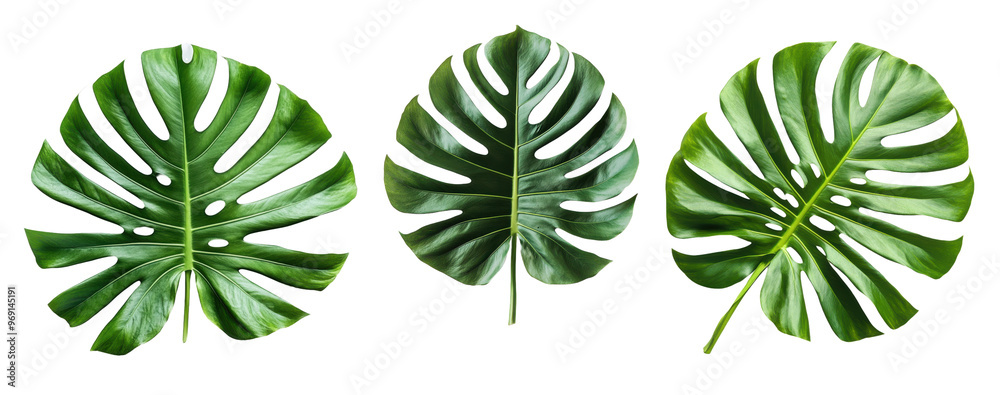 Set of Tropical Leaf Flat Lay with Empty Space in the Middle - Top View, Aesthetic Mockup Isolated on Transparent Background Set of Tropical Leaf Flat Lay with Empty Space in the Middle - Top View, Aesthetic Mockup Isolated on Transparent Background