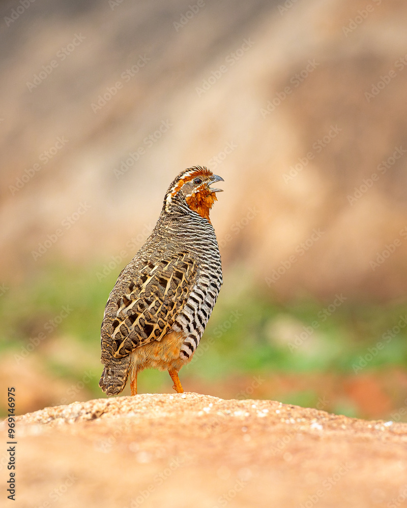 Rock Bush Quail, though a common habitant of dry rocky plateaus of Peninsular India, is difficult to spot, Daroji Sloth Bear Sanctuary is a good place to photograph this bird particularly in monsoon. Rock Bush Quail, though a common habitant of dry rocky plateaus of Peninsular India, is difficult to spot, Daroji Sloth Bear Sanctuary is a good place to photograph this bird particularly in monsoon.