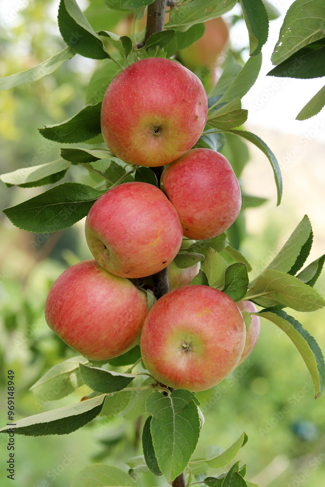 ripe apples on tree branch