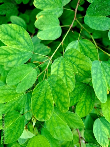 Orchid Tree (Bauhinia variegata)  photo