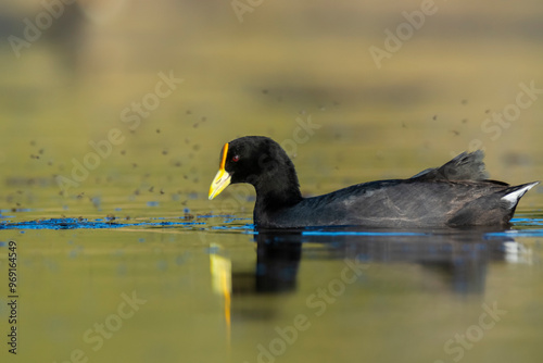 White winged coot, diving to look for food, La Pampa province, Patagonia,  Argentina. photo