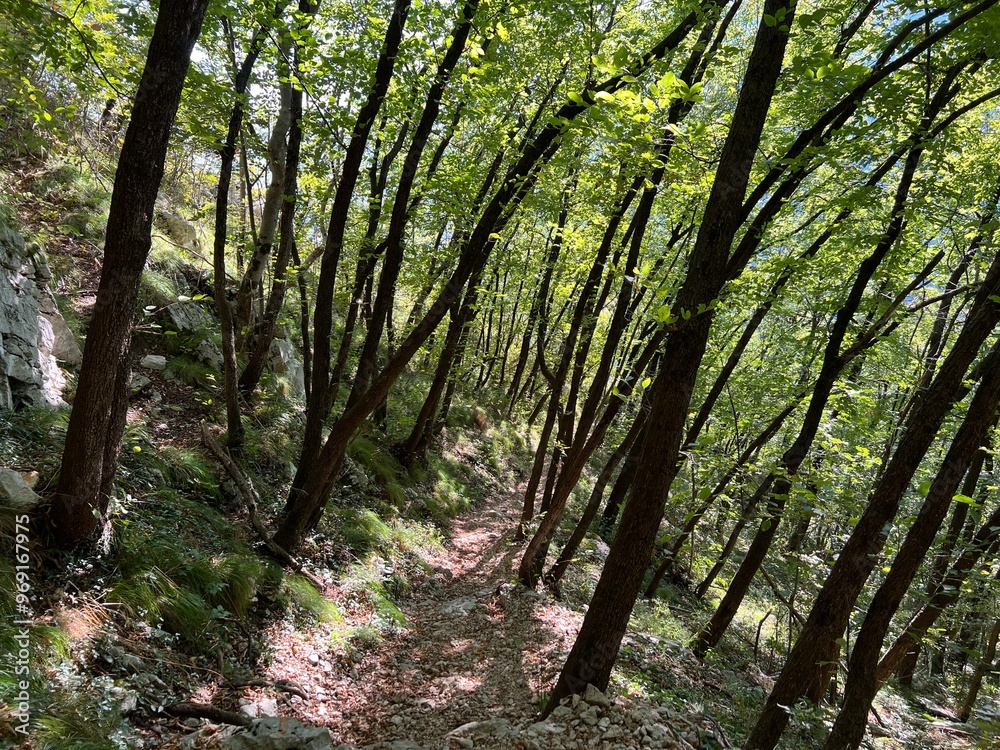 Fototapeta premium Mixed deciduous forest on the alpine slopes of the Boka stream canyon (Bovec, Slovenia) - Laubmischwald an den alpinen Hängen der Boka Bach - Mešani listopadni gozd na alpskih pobočjih potoka Boka