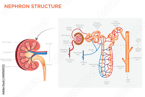 Nephron Structure The Functional Unit of the Kidney Responsible for Filtration and Excretion