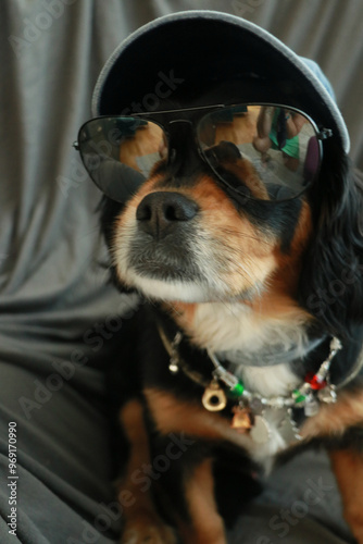 Wallpaper Mural portrait of a dog with glass, hat and jullery Torontodigital.ca