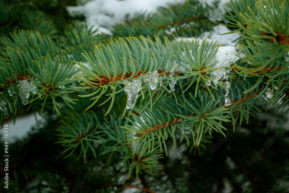 snow and frozen drops of water on the needles of spruce branches. The concept of spring, thaw, New Year mood. green postcard with a macro view of nature snow and frozen drops of water on the needles of spruce branches. The concept of spring, thaw, New Year mood. green postcard with a macro view of nature