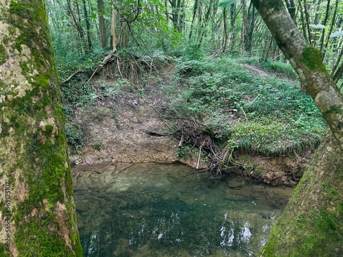 stream in the forest in summer
