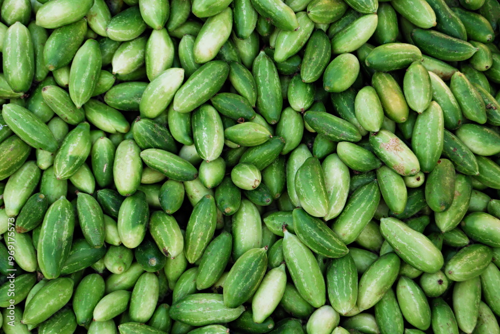 Gherkins arranged for sale at Market Yard, Pune, Maharashtra, India. Gherkin (Cucumis Sativus L.Family : Cucurbitaceae) is popularly known as pickling cucumber Gherkins arranged for sale at Market Yard, Pune, Maharashtra, India. Gherkin (Cucumis Sativus L.Family : Cucurbitaceae) is popularly known as pickling cucumber