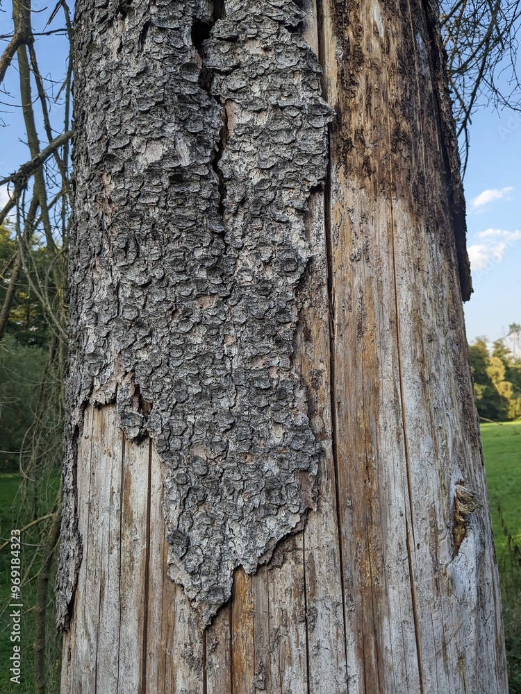 Fototapeta premium A forest devastated by bark beetle infestation, showing weakened trees, fallen bark, and the environmental impact of this ecological disaster
