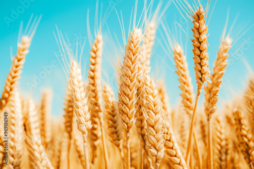 Close-up of golden wheat against blue sky