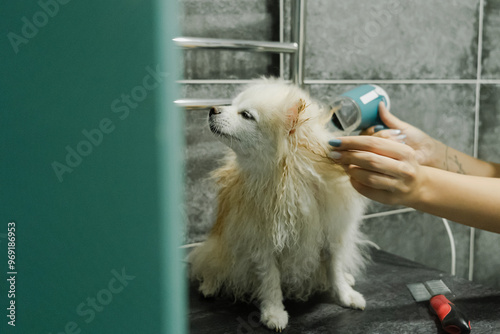 Small Pomeranian Spitz dog undergoing procedures at an animal groomer. Washing, cutting and drying the cute puppy's fluffy coat. Care and maintenance of little friends photo