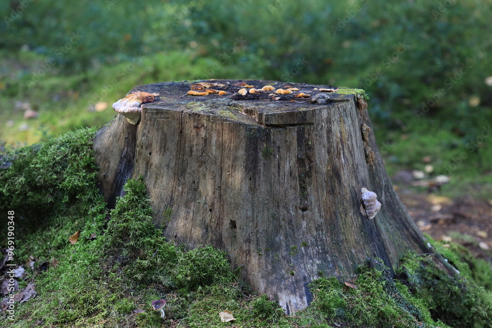 Fototapeta premium A bird perched on a tree stump, simple and serene