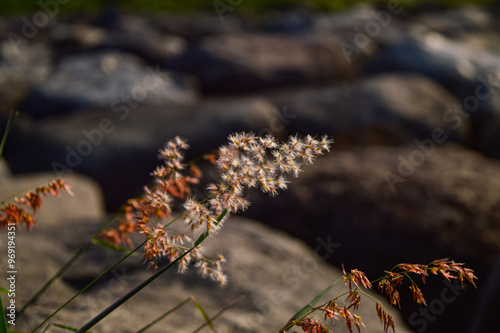 This plant called melinis repens is a weed species. It usually grows wild. The photo was taken with rocks in the background.