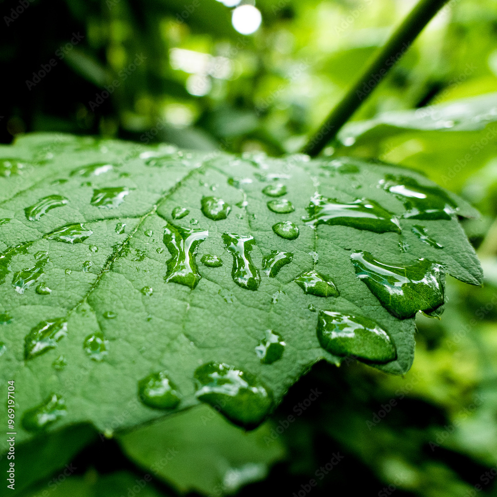 Raindrops on a green leaf close-up Raindrops on a green leaf close-up