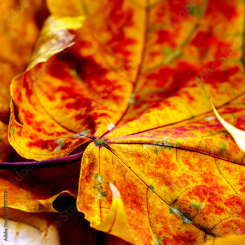 Autumn maple, yellow leaf close-u