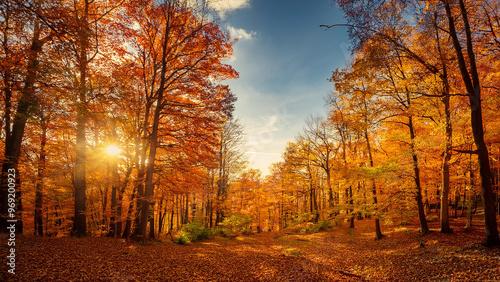 autumn in the park