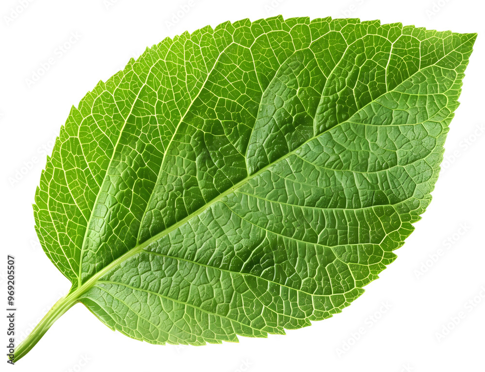 Obraz premium Close-up of a vibrant green leaf cut out transparent isolated on white background, PNG image