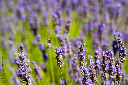 Lavendel und Biene photo