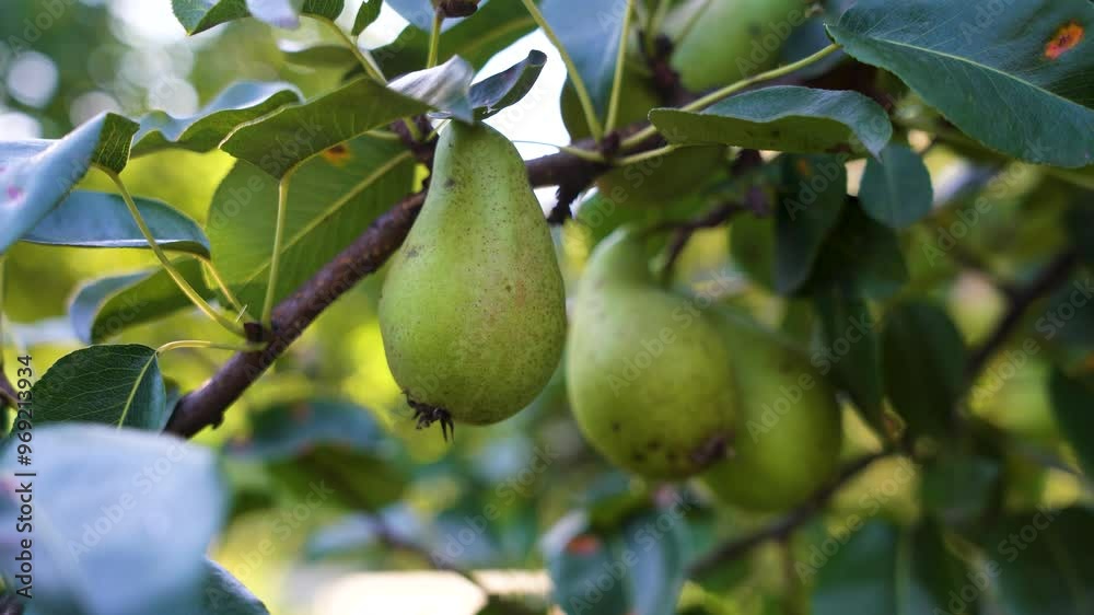 pear on a tree, ripe pears in the garden close up pear on a tree, ripe pears in the garden close up