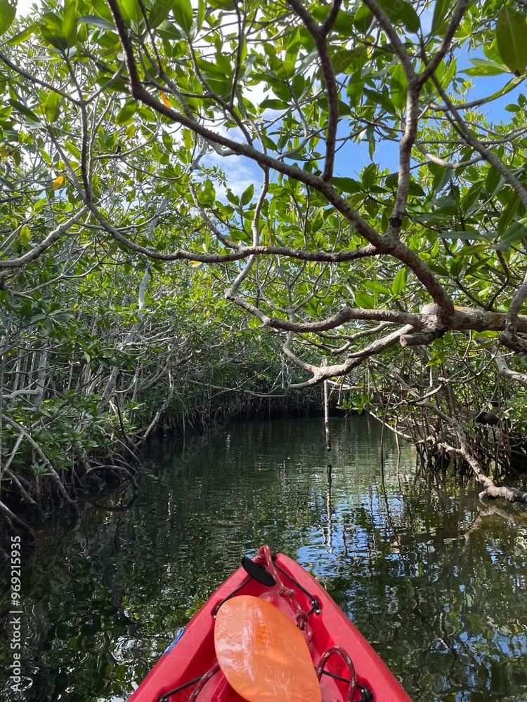 Fototapeta premium Kayaking in mangroves