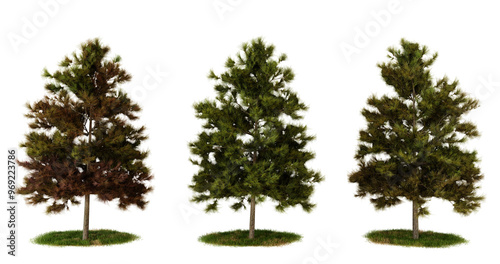 Schilderij op canvas Three miniature trees in different stages of growth, isolated on transparent Bac