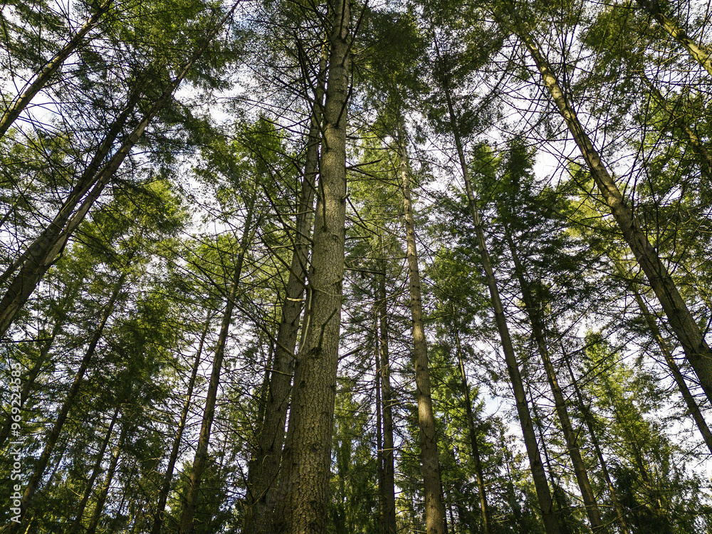 A serene view of a lush forest with towering trees and a dense green canopy, capturing the beauty and tranquility of nature. A serene view of a lush forest with towering trees and a dense green canopy, capturing the beauty and tranquility of nature.