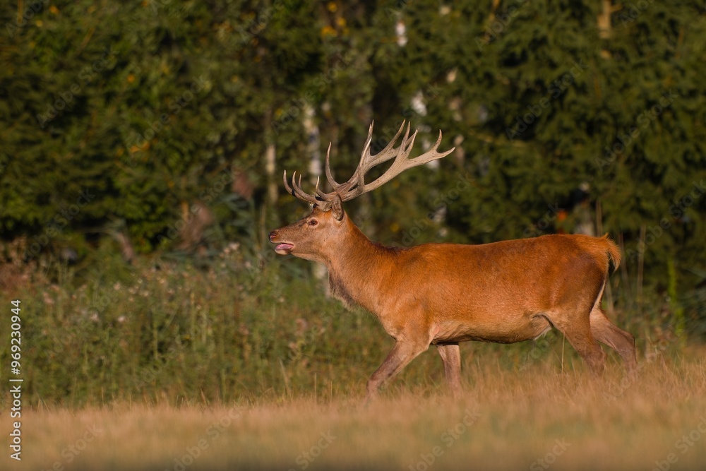 A majestic red deer in the nature habitat. Wildlife scene from european nature. Cervus elaphus. Portrait of a stag. period of deer rut in the Lusatian mountains A majestic red deer in the nature habitat. Wildlife scene from european nature. Cervus elaphus. Portrait of a stag. period of deer rut in the Lusatian mountains