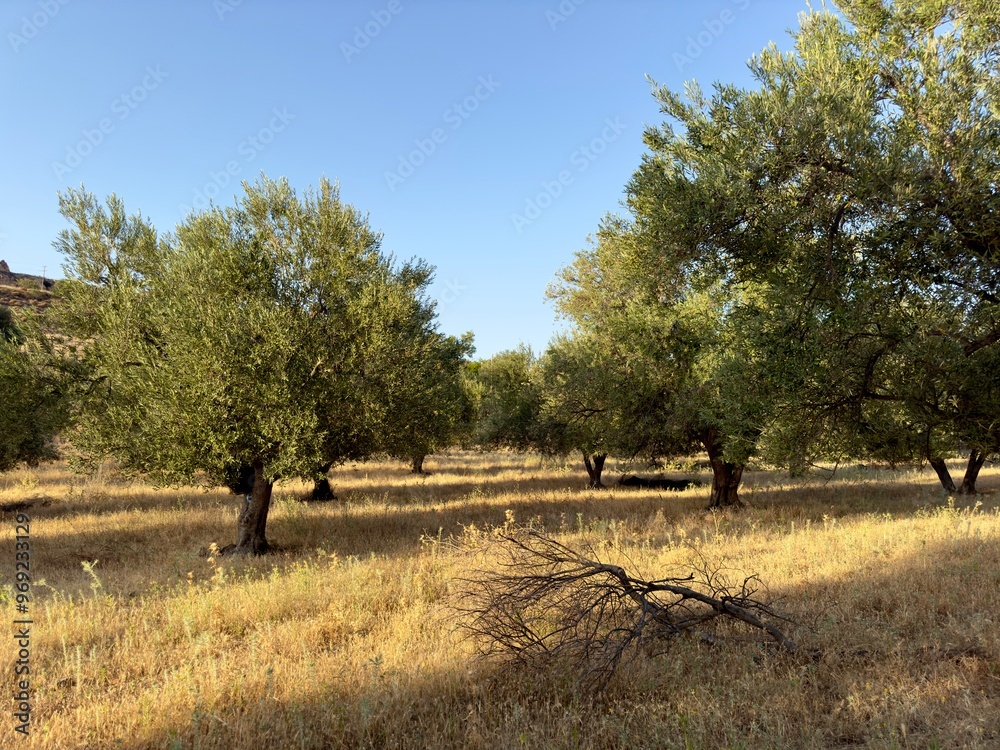 Picturesque Greek olive tree orchards bask under the hot sun, surrounded by dry grass, capturing the essence of the Mediterranean landscape with its natural beauty and traditional agricultural charm. Picturesque Greek olive tree orchards bask under the hot sun, surrounded by dry grass, capturing the essence of the Mediterranean landscape with its natural beauty and traditional agricultural charm.