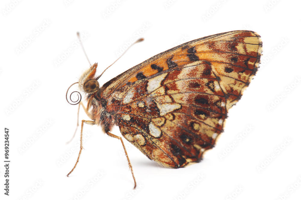 Obraz premium Butterfly - the Weaver's fritillary or violet fritillary (Boloria dia) isolated on white