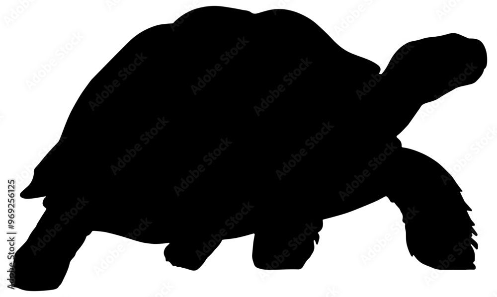 Silhouette of a Sulcata or African spurred tortoise in black, isolated Silhouette of a Sulcata or African spurred tortoise in black, isolated