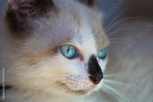 Kitty