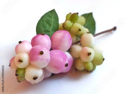 Common snowberry: a species of Snowberry, its botanical name is Symphoricarpos albus. photo