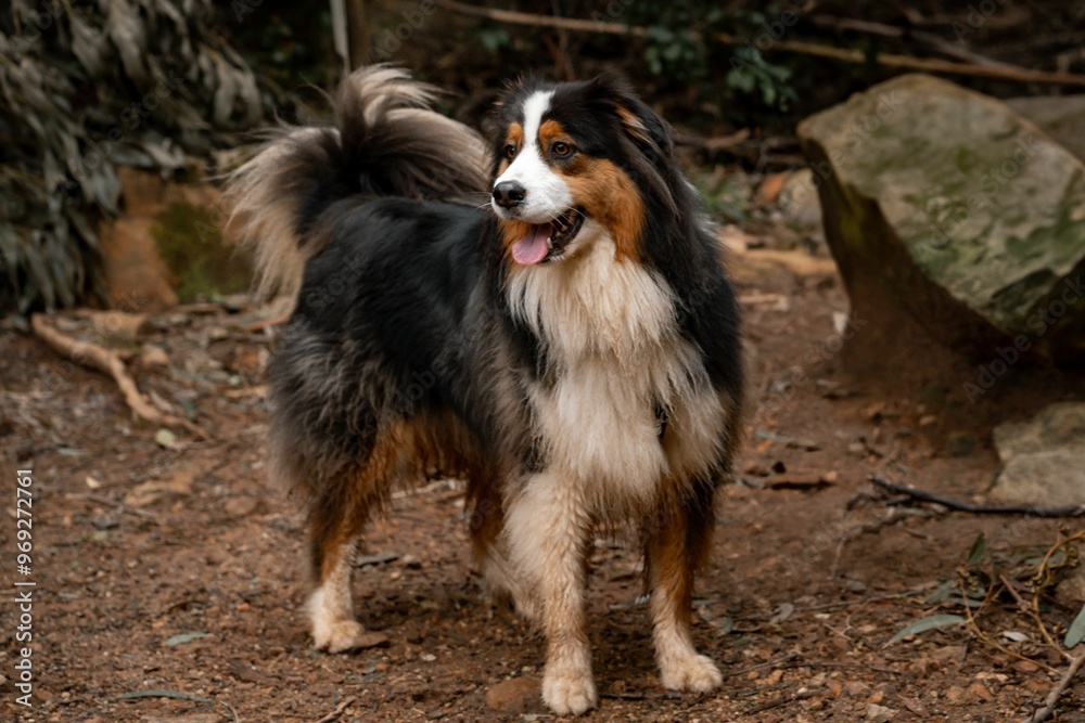 A cute Australian Shepherd dog outdoors on a dirt path. A cute Australian Shepherd dog outdoors on a dirt path.