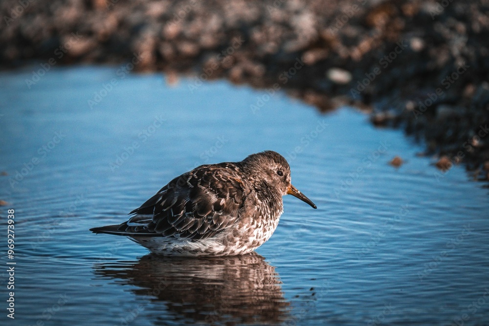 Small, brown bird with a long, thin beak stands in a puddle of water Small, brown bird with a long, thin beak stands in a puddle of water