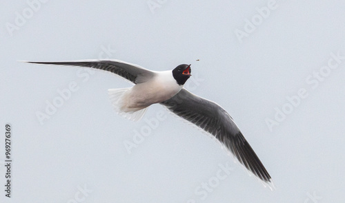 Black-headed gull in mid-flight trying to catch an insect against a clear sky photo