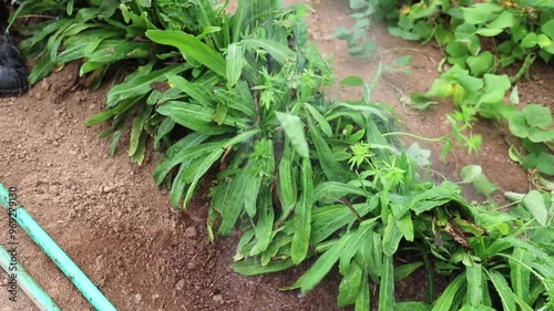 Footage of the watering process of the culantro plant and its vibrant green leaves in the garden. photo