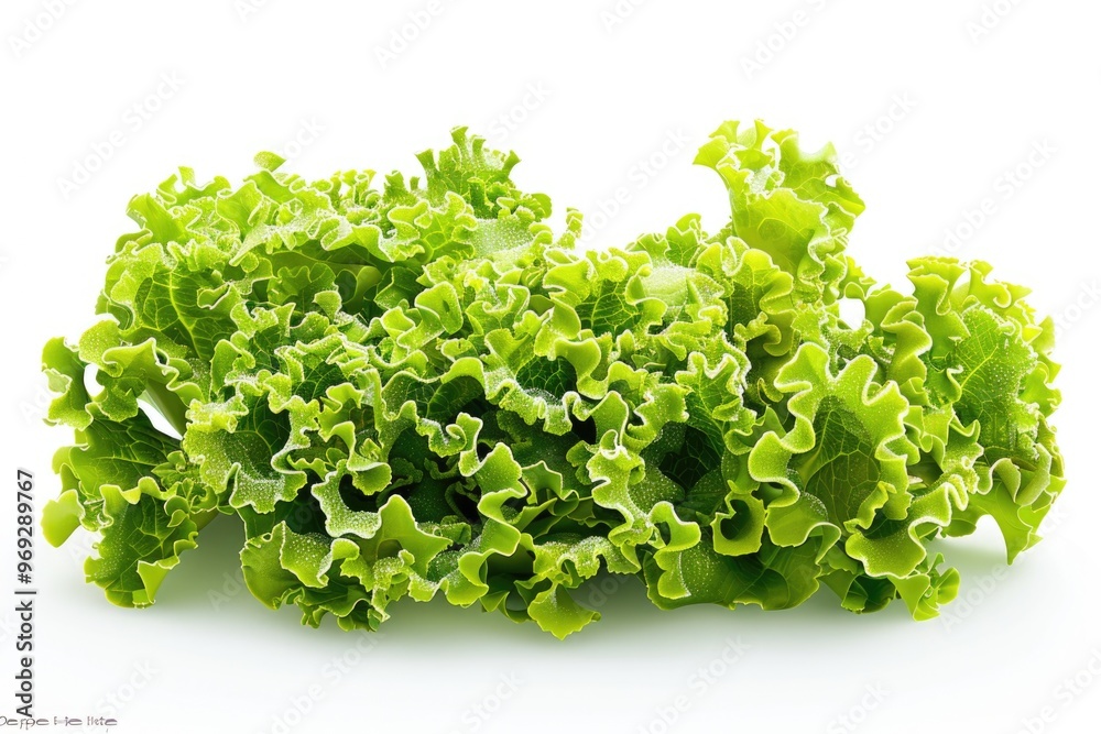 Obraz premium Fresh lettuce leaves sit on a clean white surface