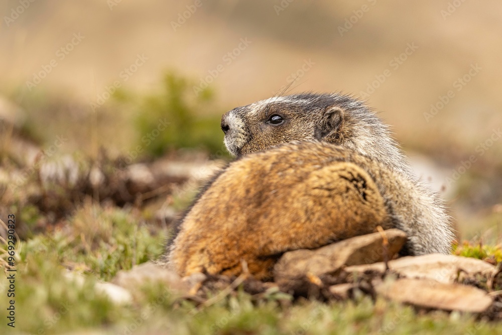 Marmot resting on the ground in a natural habitat. Marmot resting on the ground in a natural habitat.