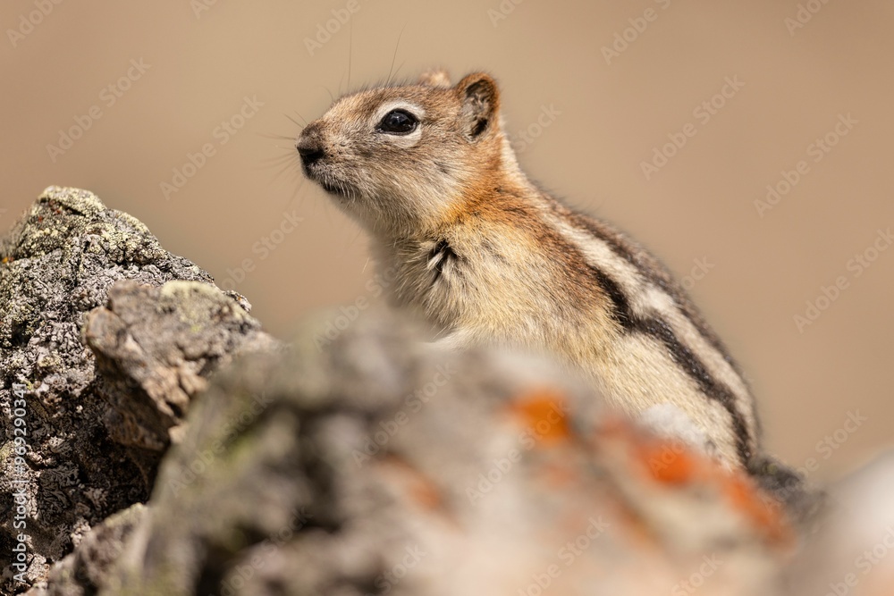 Chipmunk perched on a rock Chipmunk perched on a rock