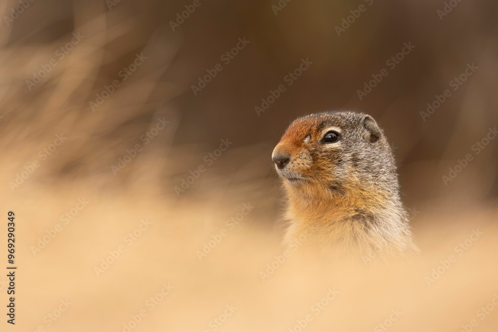 Ground squirrel peeking through dry grass Ground squirrel peeking through dry grass