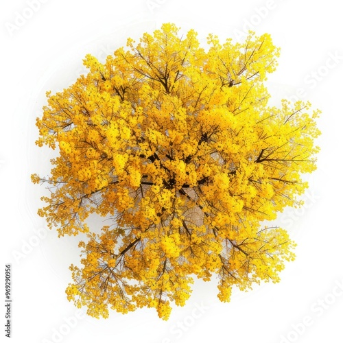 Vibrant autumn tree aerial view